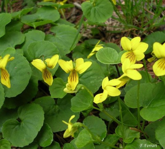 viola del pensiero